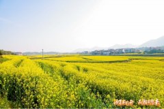 2025 湖南油菜花节开幕